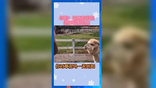 吃瓜系统娱乐,吃瓜系统带你领略明星幕后故事